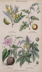 Senna; Colocynth; Jalap; Castor Oil (farget gravering)