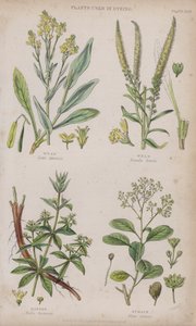 Woad; sveising; Madder; Sumach (farget gravering) av W. Fitch