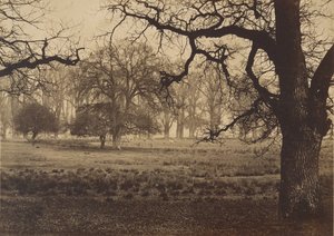 Windsor Park, Deer Feeding, 1850-tallet. av W. H. Nicholl