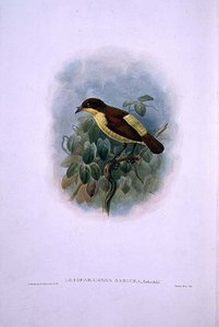 Loboparadisea serica, Waterbilled Bird of Paradise (farge litho) av W. and Keulemans J.G. Hart