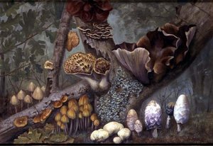 Fungi in Woodland (oil on panel)   1399932   no       norwegian Successfully Translated  Original: Portrait du tsar Michel I de Russie (1596-1645). Peinture dun maitre russe, huile sur toile, fin 17e siecle. Art russe traditionnel ancien. State Russian Mus av W. Neville