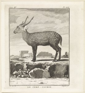Hert Le Cerf-Cochon (tittel på objekt) av W. Tringham