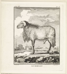 Ram Le Morvant (tittel på objekt) av W. Tringham