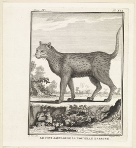ville kat The wildcat of new spania (tittel på objekt) av W. Tringham