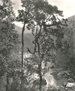 Utsikt over Kelani-elven, Kurunegala, Ceylon, 1895. av W and S Ltd