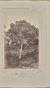  av W. de Bray
