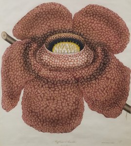 Blomst av Rafflesia arnoldii av Waldell