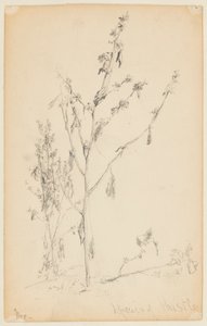 Studie av tistler av Walter Clark