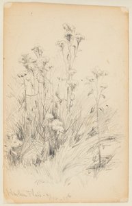 Studie av Thistles and Grass, Harlem Flats