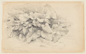 Studie av en plante, West 86th Street