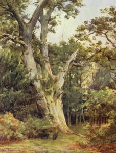 The New Forest: The King at Boldrewood (farge litho) av Walter Frederick Roofe Tyndale