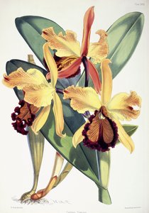 Cattleya Dowiana, ca. 1862-1877