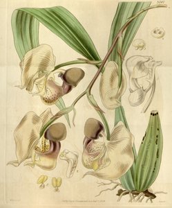Coryanthes maculata av Walter Hood Fitch