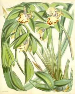 Cymbidium hookerianum av Walter Hood Fitch