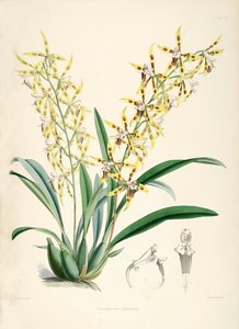Odontoglossum lindleyanum av Walter Hood Fitch