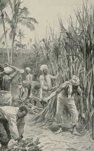 Trinidad Coolies på jobb i et stokkfelt av Walter Stanley Paget