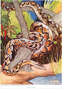 Giant Python, illustrasjon fra 
