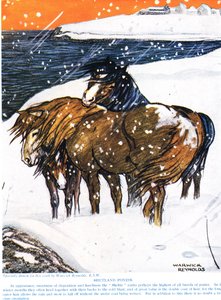 Shetland Ponies, illustrasjon fra 