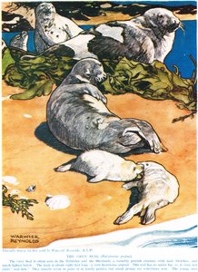 The Grey Seal, illustrasjon fra 