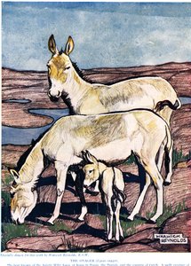 The Onager, fra 