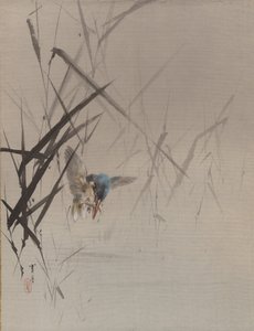 Fuglefangende fisk blant siv, ca. 1887.