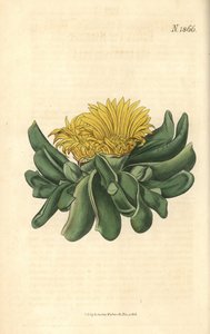 Ficoide - Mesembryanthemum depressum