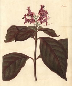 Milch der Jungfrau - Graptophyllum pictum von Weddell Weddell