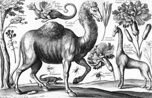 Animals, Wild and Beasts, gravert av David Loggan
