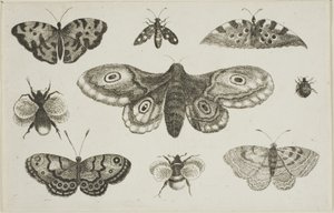 En møll, sommerfugler og bier av Wenceslaus Hollar