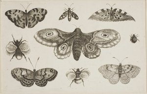 En møll, sommerfugler og bier av Wenceslaus Hollar