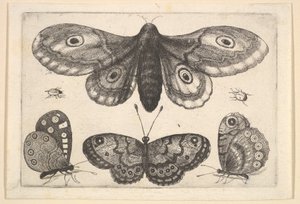 En møll, tre sommerfugler og to biller, 1646. av Wenceslaus Hollar