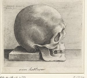 Anatomisk studie av en hodeskalle av Wenceslaus Hollar