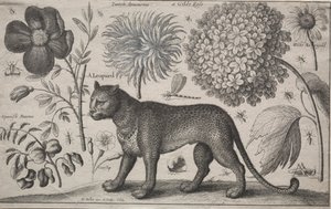 Dyr og planter: Leopard med planter og insekter, 1662. av Wenceslaus Hollar