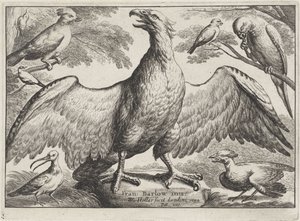 Ørn Forskjellige fugler (serietittel) av Wenceslaus Hollar