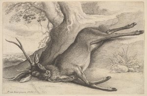 Død hjort, 1646. av Wenceslaus Hollar