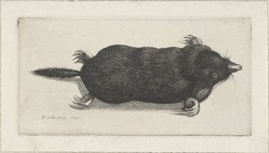 død føflekk av Wenceslaus Hollar