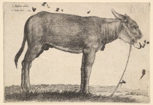 Esel, 1649. av Wenceslaus Hollar