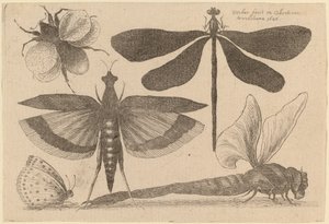 Øyenstikker, en humle og en sommerfugl av Wenceslaus Hollar