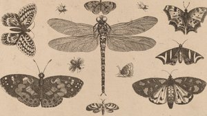 Øyenstikker, marihøner og sommerfugler. av Wenceslaus Hollar