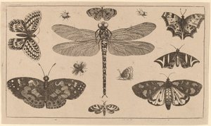 Øyenstikker, marihøner og sommerfugler av Wenceslaus Hollar