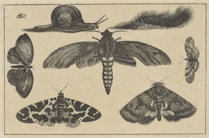Tre møll, sommerfugler, bille, snegl og larve Ulike insekter (serietittel) Diversae Insectorum (serietittel) av Wenceslaus Hollar