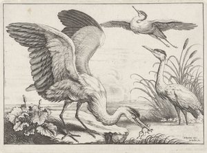 Tre hegre Diversae avium arter (serietittel) Ulike fugler (serietittel) av Wenceslaus Hollar