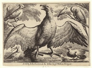 Ørn og andre fugler av Wenceslaus Hollar