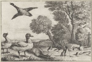 ender Diversae avium arter (serietittel) Forskjellige fugler (serietittel) av Wenceslaus Hollar