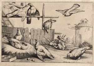 Åtte duer. Tilstand 1 av Wenceslaus Hollar