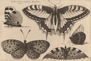 Fem sommerfugler, 1646. av Wenceslaus Hollar