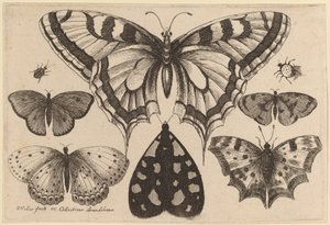 Fem sommerfugler, en møll, en bille og en edderkopp av Wenceslaus Hollar