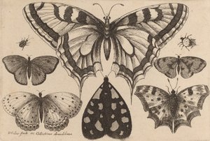Fem sommerfugler, en møll og to biller, 1646. av Wenceslaus Hollar
