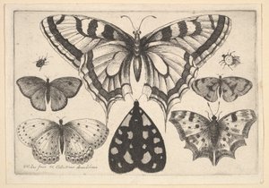 Fem sommerfugler, en møll og to biller, 1646. av Wenceslaus Hollar