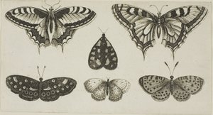 Fem sommerfugler og en møll av Wenceslaus Hollar